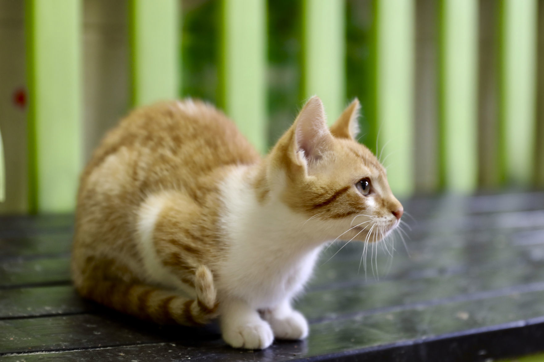 Orangeburg County Animal Shelter